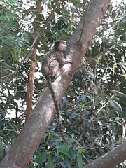 Callithrix penicillata