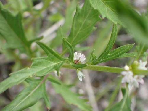 American water horehound (Lycopus americanus)