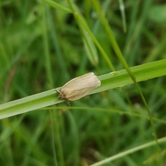Aphelia viburnana