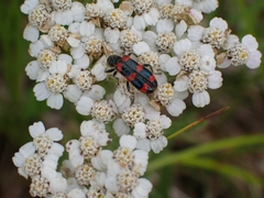 Achillea millefolium borealis