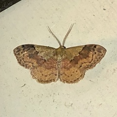 Leptostales ferruminaria