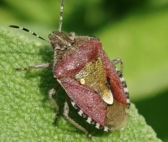 Dolycoris baccarum