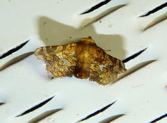 Dysodia oculatana