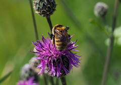 Bombus distinguendus