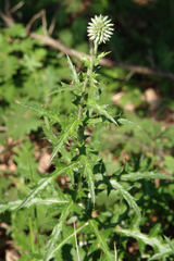 Echinops microcephalus