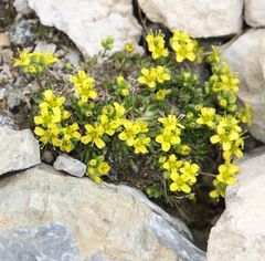 Draba aizoides
