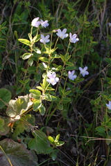 Viola capillaris