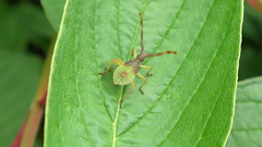 Gonocerus acuteangulatus