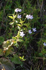 Viola capillaris