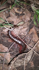 Cormocephalus nitidus