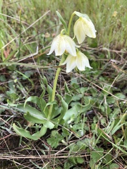 Fritillaria liliacea