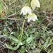 Fritillaria liliacea - Photo (c) catchang, μερικά δικαιώματα διατηρούνται (CC BY-NC), uploaded by catchang