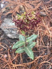 Asclepias hypoleuca