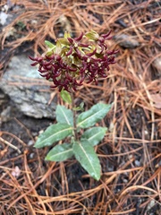 Asclepias hypoleuca