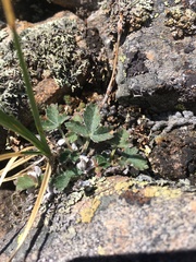 Potentilla nivea