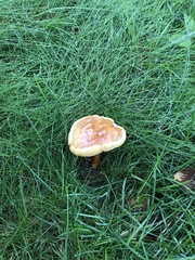 Gyroporus castaneus