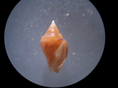 Columbella adansoni