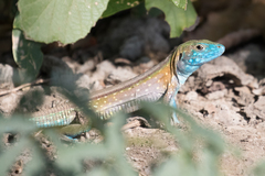 Cnemidophorus gaigei