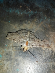 Polydesma