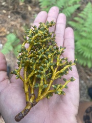 Arceuthobium vaginatum