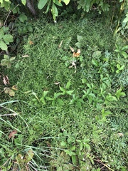 Stylisma pickeringii