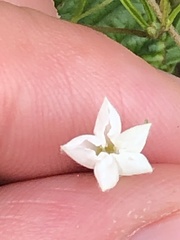 Stylisma pickeringii