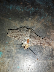 Polydesma