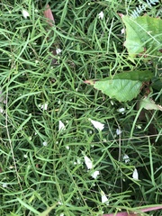 Stylisma pickeringii