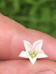 Stylisma pickeringii