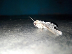 Polydesma