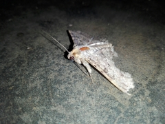 Polydesma