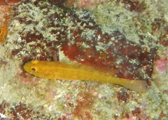 Gobius auratus