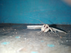 Polydesma