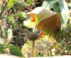 Prinia superciliaris