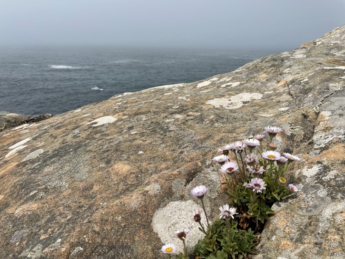 Erigeron glaucus