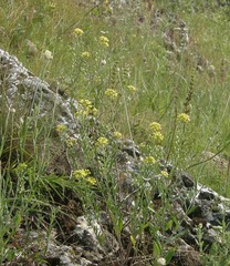 Alyssum rostratum
