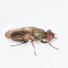 Tetanops