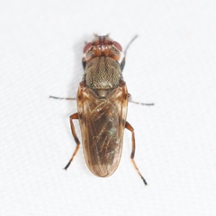 Tetanops