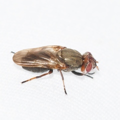 Tetanops
