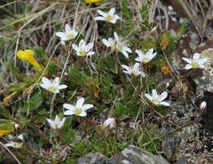 Minuartia recurva