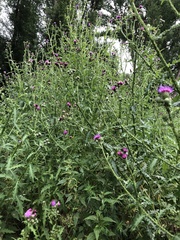 Carduus crispus