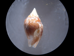Columbella adansoni