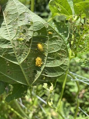 Epilachna varivestis