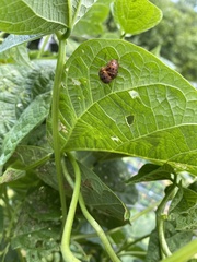 Epilachna varivestis