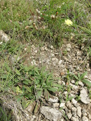 Pilosella piloselliflora