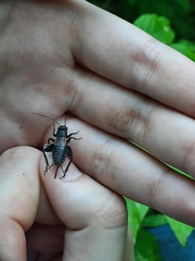 Modicogryllus frontalis