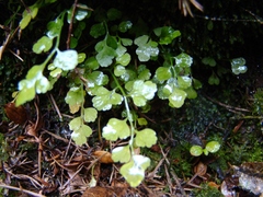 Asplenium hookerianum