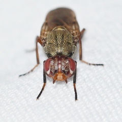 Tetanops