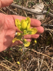 Castilleja kraliana