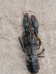 Lacunicambarus nebrascensis